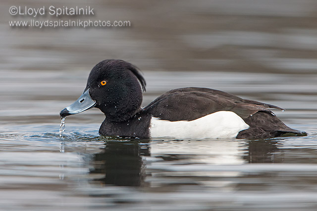 Tufted Duck