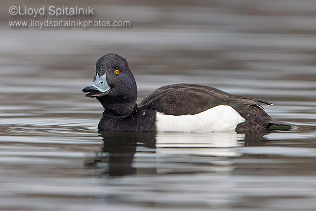 Tufted Duck