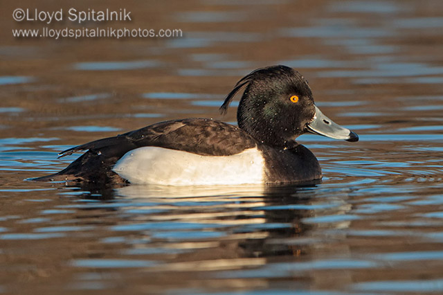 Tufted Duck