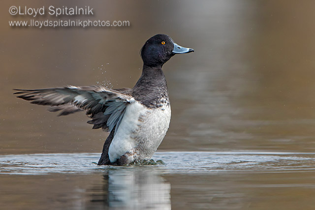 Tufted Duck