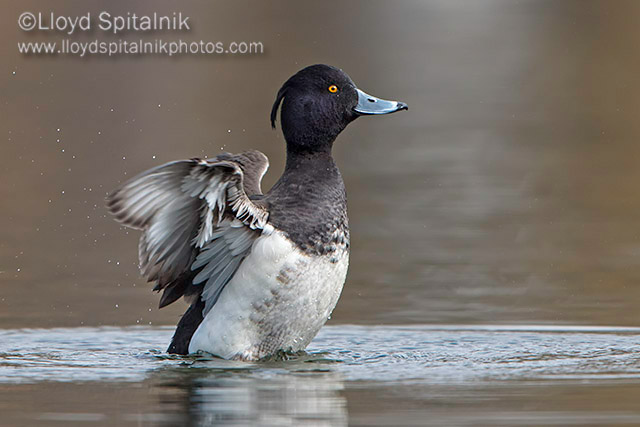 Tufted Duck