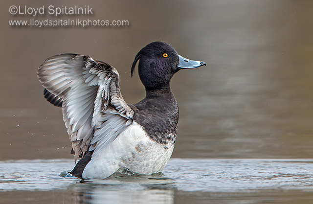 Tufted Duck