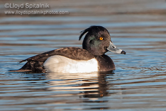 Tufted Duck