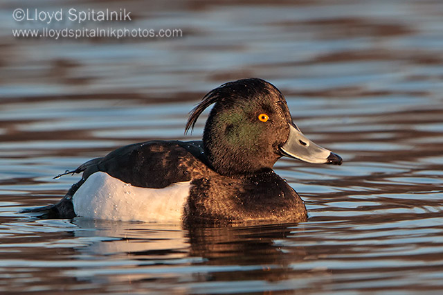 Tufted Duck