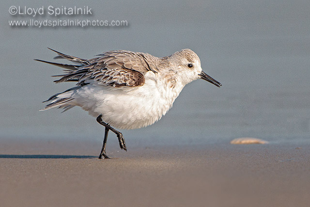 Sanderling