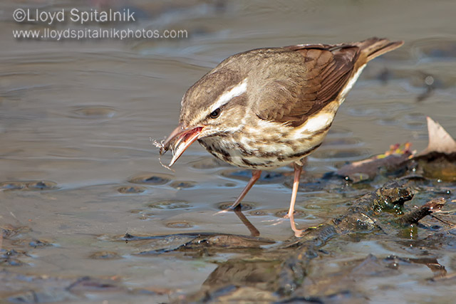 Louisiana Waterthrush