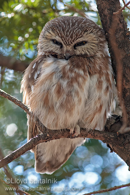 Northern Saw-whet Owl 