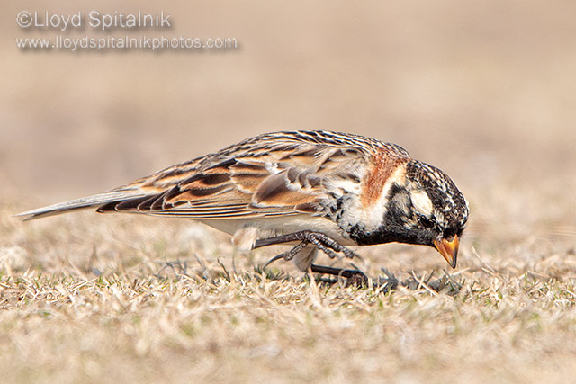 Lapland Longspur