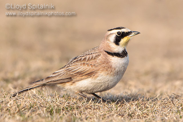 Horned Lark