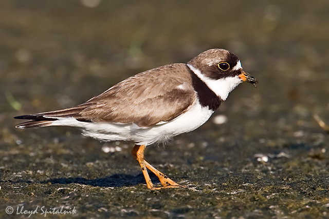 Semipalmated Plover