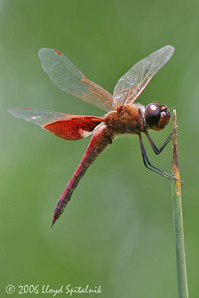 Carolina Saddlebags