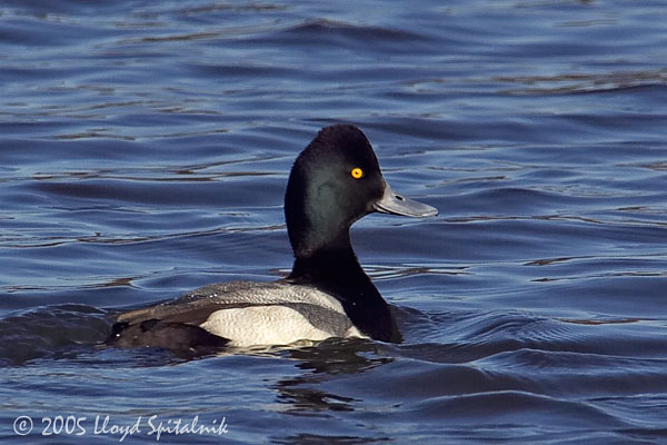 Lesser Scaup
