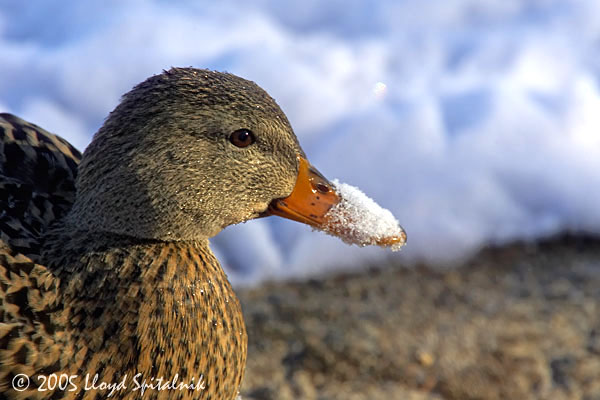 Mallard (female)