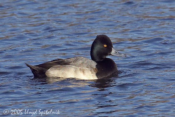 Lesser Scaup