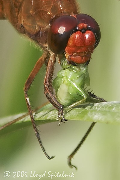 Needhams Skimmer w/ prey