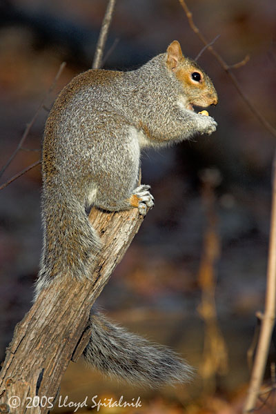 Eastern Gray Squirrel