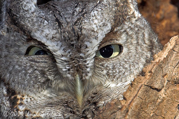 Eastern Screech-Owl  (gray morph)