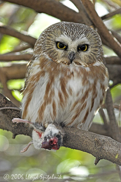 Northern Saw-whet Owl w/ prey