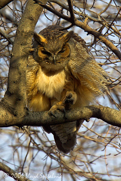 Great Horned Owl