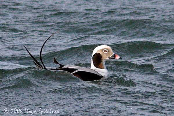 Long-tailed Duck (Oldsquaw)
