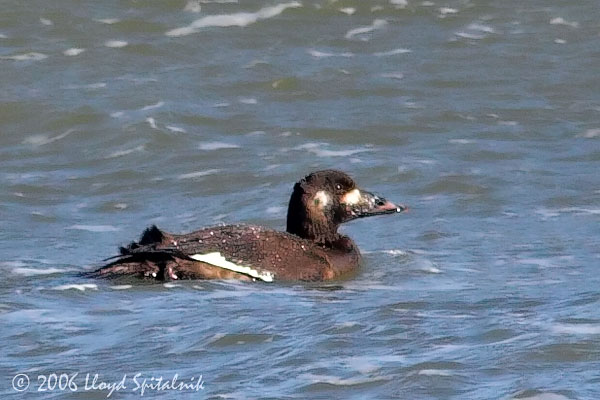 White-winged Scoter