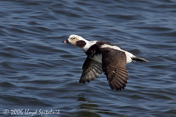 Long-tailed Duck (Oldsquaw)