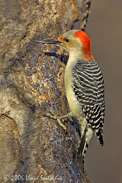 Red-bellied Woodpecker (female)