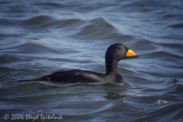 Black Scoter