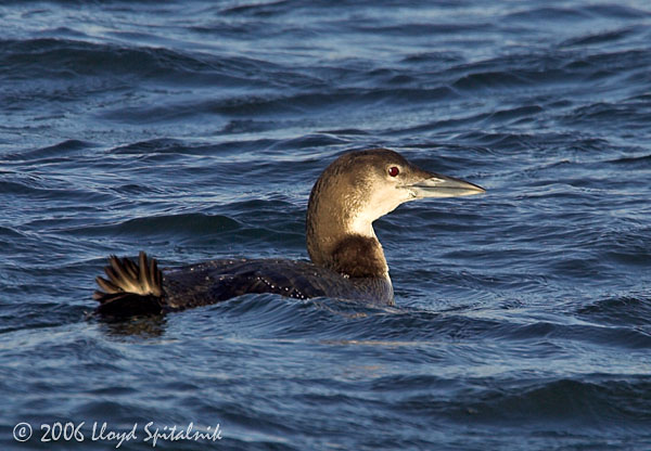 Common Loon