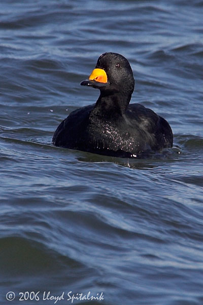 Black Scoter