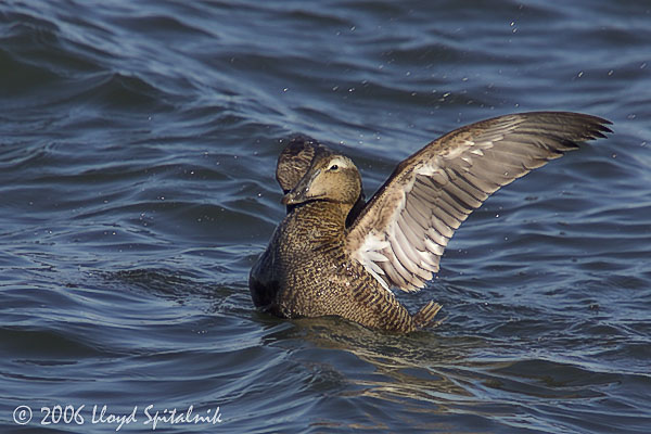 Common Eider (female)