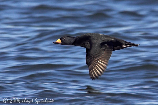 Black Scoter