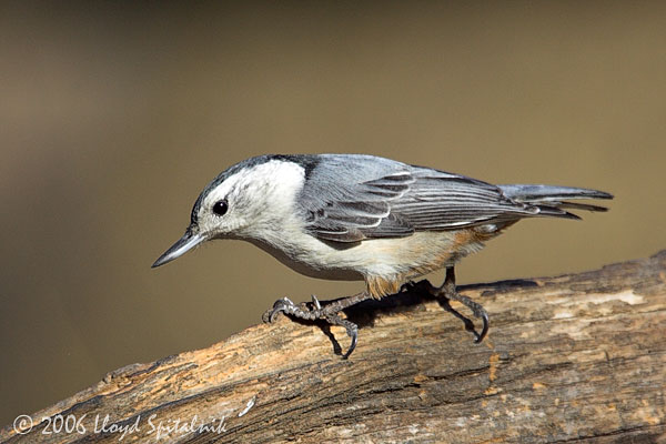 White-breasted Nuthatch