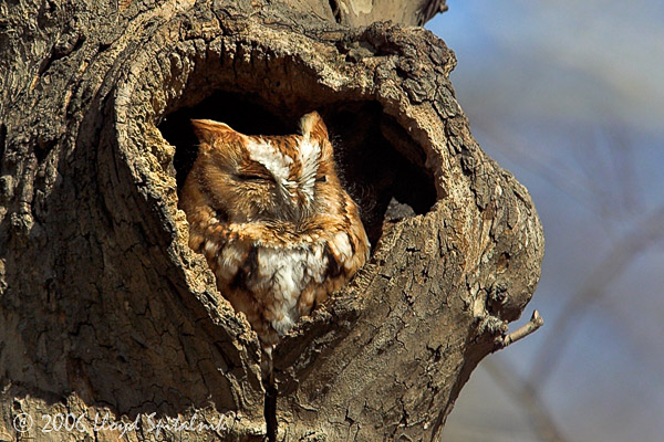 Eastern Screech-Owl (red morph)