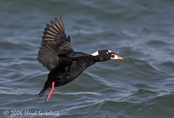 Surf Scoter (adult male)
