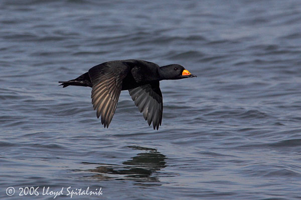 Black Scoter