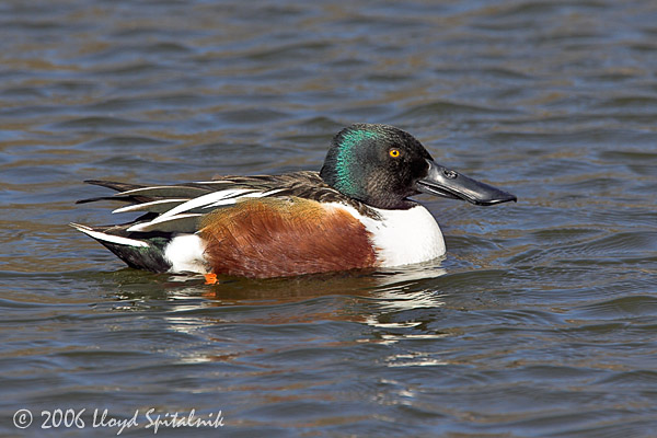 Northern Shoveler (adult male)