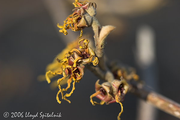 Witchhazel