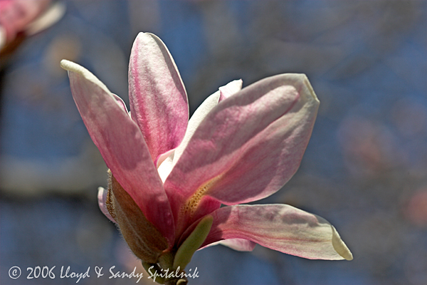 Magnolia