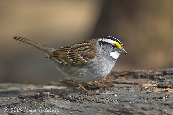 White-throated Sparrow