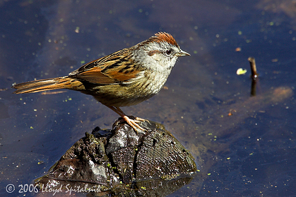 Swamp Sparrow