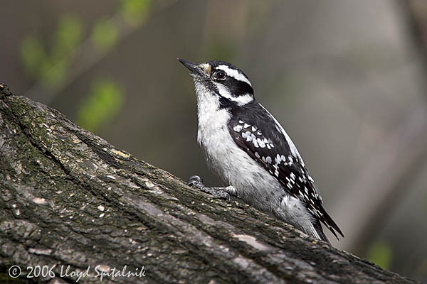 Downy Woodpecker