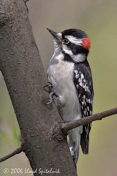 Downy Woodpecker
