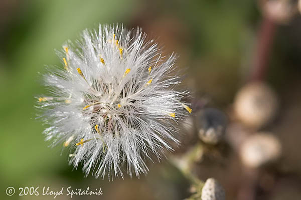 Dandelion