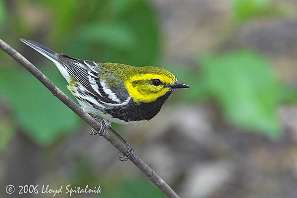 Black-throated Green Warbler (male)