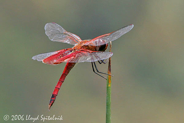 Carolina Saddlebags