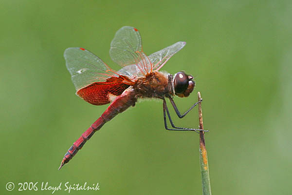 Carolina Saddlebags