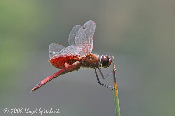 Carolina Saddlebags