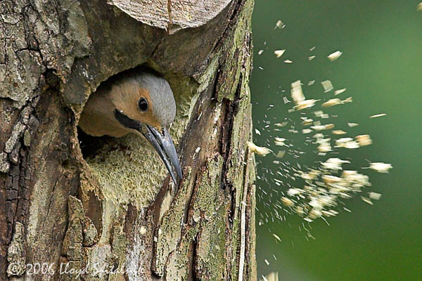 Northern Flicker (male)