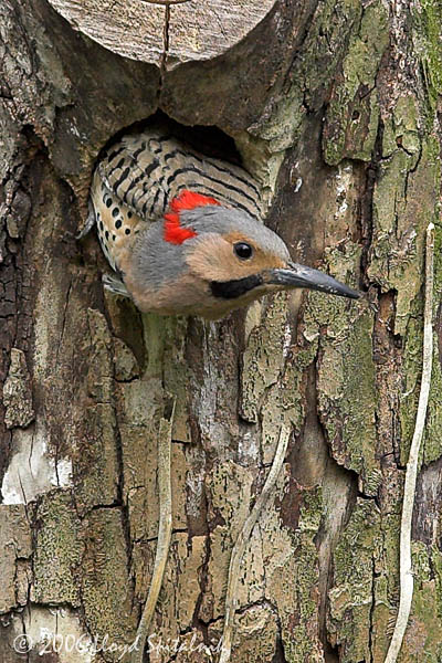 Northern Flicker